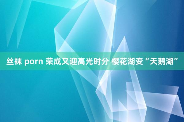 丝袜 porn 荣成又迎高光时分 樱花湖变“天鹅湖”